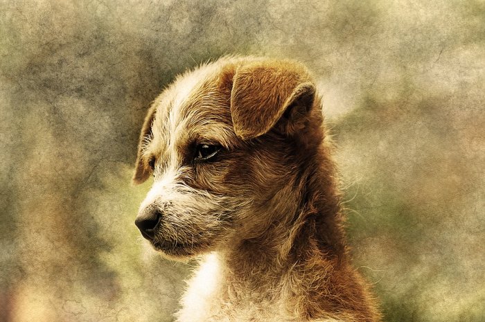 Dog Animal Art Abstract Pet Vintage Design